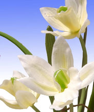 Load image into Gallery viewer, Orchid Floral Arrangement in Planter
