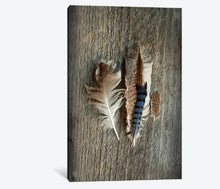 Load image into Gallery viewer, Feather Collection III - Canvas Print, MINI 8×12

