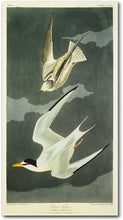 Load image into Gallery viewer, &#39;Lesser Tern, Little Tern&#39; Artwork by John James Audubon, #TB3

