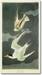 'Lesser Tern, Little Tern' Artwork by John James Audubon, #TB3