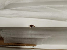 Load image into Gallery viewer, Distressed White Jesse Kitchen Pantry
