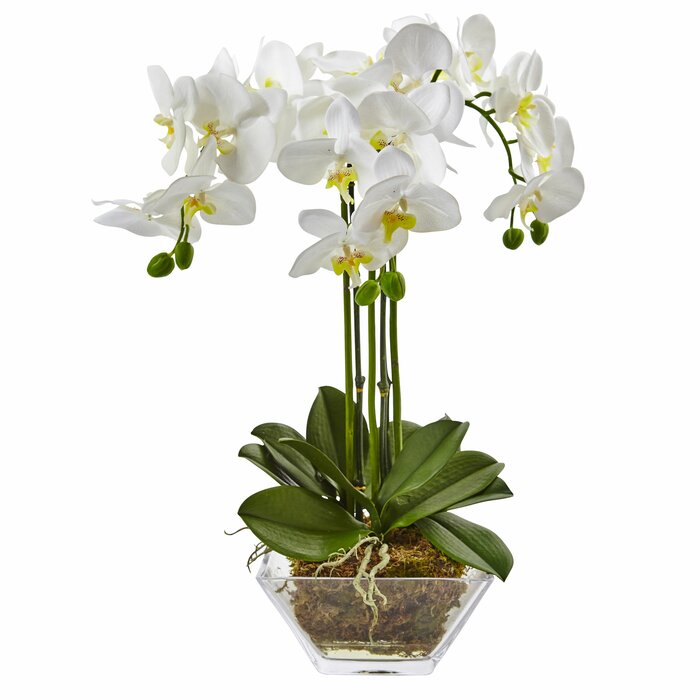 Triple Phalaenopsis Orchid Floral Arrangement in Vase