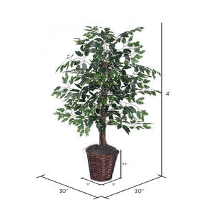 Variegated Ficus Tree in Basket MRM10