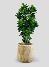 Load image into Gallery viewer, 15 1/2in Paulownia Wood Cylinder Planter
