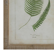 Load image into Gallery viewer, Wood Framed Wall Decor with Fern Fronds (Set of 6 Designs) - 13.75&quot; x 19.75&quot;
