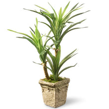 Load image into Gallery viewer, Yucca Succulent Plant in Planter 1665AH
