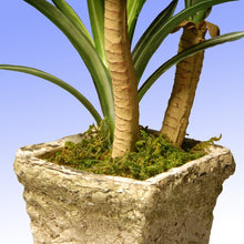 Load image into Gallery viewer, Yucca Succulent Plant in Planter 1665AH
