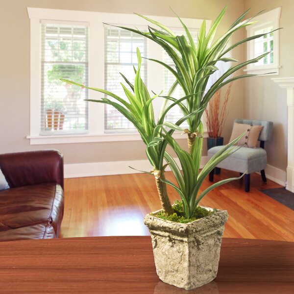 Yucca Succulent Plant in Planter 1665AH