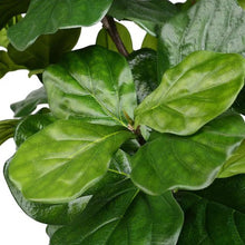 Load image into Gallery viewer, 7 ft. Green Artificial Fiddle Leaf Everyday Tree in Pot
