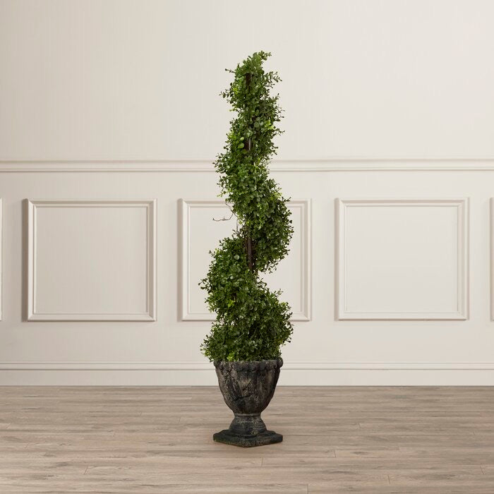 Spiral Boxwood Topiary in Box 48” H x 11” W #195-NT