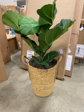 Load image into Gallery viewer, Fiddle Leaf Fig Tree in Basket(1958RR)
