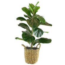 Load image into Gallery viewer, Fiddle Leaf Fig Tree in Basket(1958RR)
