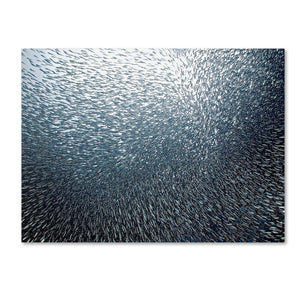 Sardines Firework' Photographic Print on Wrapped Canvas 24x32(2019RR)