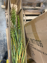 Load image into Gallery viewer, 36&quot; Artificial Potted Green and Brown Grasses (Set of 2) 3318RR
